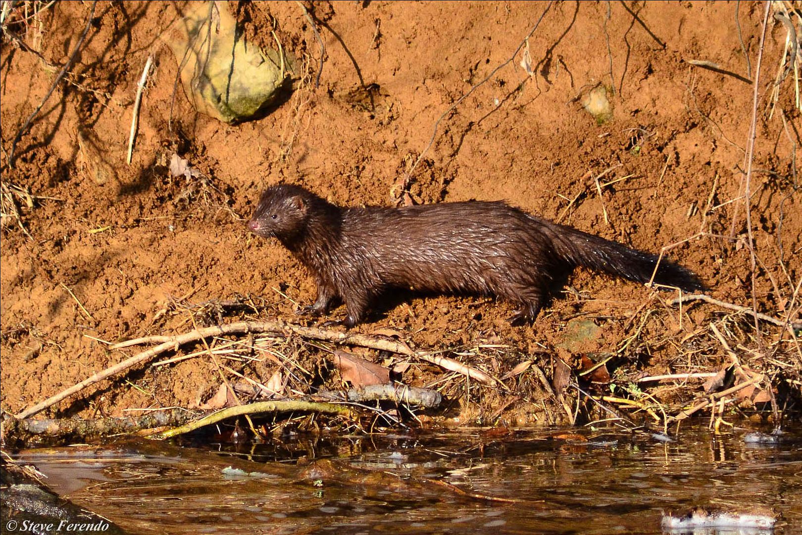 "Natural World" Through My Camera: Water Loving Mammals